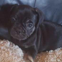 Pug Puppies from McNulty La Bouji