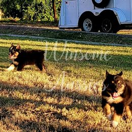 Australian Shepherd Puppies from Winsome Aussies
