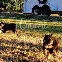 Australian Shepherd Puppies from Winsome Aussies