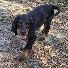 Boy 3 - Black and tan male Gordon Setter puppy in Milton, Florida from Katherine's Golden Retrievers, Gordon Setters, and English Setters