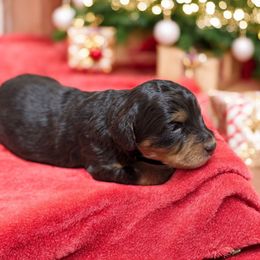 Charlotte - Phantom female Bernedoodle puppy in Sparta, Missouri from Sis' Doodles & Poodles