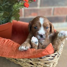 Dolly - Red female Cavapoo puppy in Brandenburg, Kentucky from Bluegrass River Newfoundlands