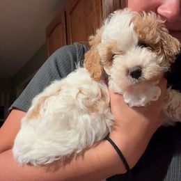 Scout - Red female Bernedoodle puppy in Lititz, Pennsylvania from Bollinger Pups