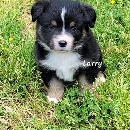 Larry - Black tri male Miniature American Shepherd puppy in Waxhaw, North Carolina from Cane Creek Aussies