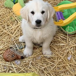 Golden Retriever Puppies from Mother of Pearl English Creams