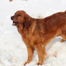 Georgia - Golden Retriever