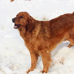 Georgia - Golden Retriever