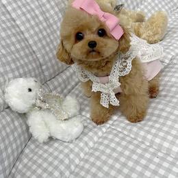 Chagia - Poodle