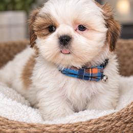 Baylor - Brindle and white male Shih Tzu puppy in Hartville, Missouri from Petty Paws
