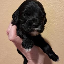 Aussiedoodle and Cockapoo Puppies from Ouachita River Cockapoos