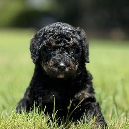 Pokey Pierce - Phantom male Bernedoodle puppy in Montverde, Florida from Central Florida Bernedoodles