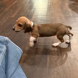 Reba - Piebald female Dachshund puppy in Superior, Montana from Never Land Dachshunds of Montana