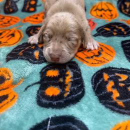 Rusty - Dapple male Dachshund puppy in Mansfield, Missouri from Owens Farm