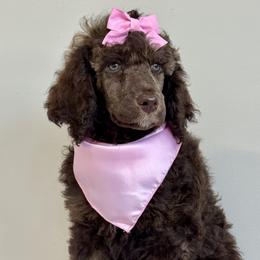 Pink - Sable female Poodle puppy in Twin Lake, Michigan from Paige's Poodles