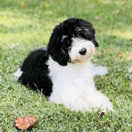 Willow - Bernedoodle