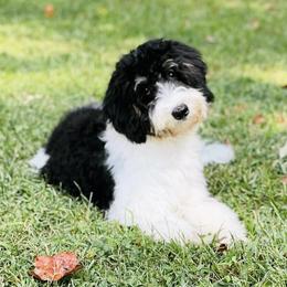 Willow - Bernedoodle