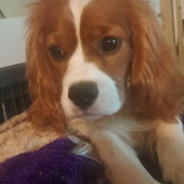 Lucy - Blenheim female Cavalier King Charles Spaniel puppy in Longview, Texas from Casanova Cavalier King Charles Spaniels