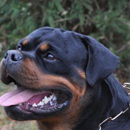 Gus - Rottweiler