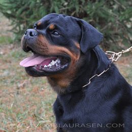 Gus - Rottweiler