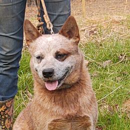 Cash - Australian Cattle Dog