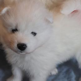 Samoyed Puppies from SnoFox Samoyeds