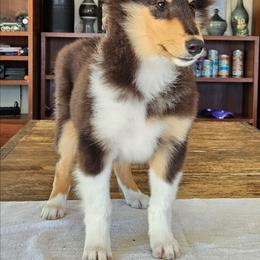 VALOR - Black white and tan male Collie puppy in Lancaster, California from Kaslynkay's Collies