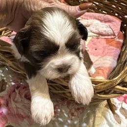 Dexter - Chocolate male Shih Tzu puppy in Temple, Pennsylvania from Kathy Diego's Shih Tzus