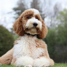 Australian Labradoodles, Goldendoodles, and Poodles from Valencia Poodles and Doodles