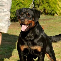 JOLLY - Rottweiler