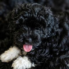 Beau - Black male Russian Tsvetnaya Bolonka puppy in Chicago, Illinois from Simply Bolonka - A Russian Tsvetnaya Bolonka Kennel