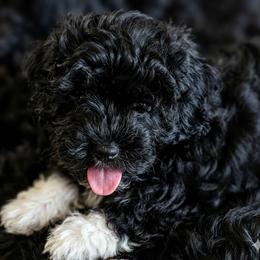 Beau - Black male Russian Tsvetnaya Bolonka puppy in Chicago, Illinois from Simply Bolonka - A Russian Tsvetnaya Bolonka Kennel