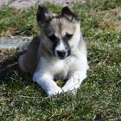 Nenets Herding Laika Puppies from Laika Fox nenets