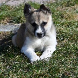 Nenets Herding Laika Puppies from Laika Fox nenets