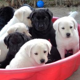 Labrador Retriever Puppies from NA