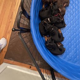 Dachshund and Doberman Pinscher Puppies from Cornerstone Dobermans and Dachshunds