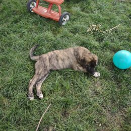 Anatolian Shepherd Dog All Grown Up from Schmahl Family Farms