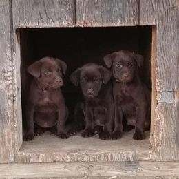 Labradoodles and Labrador Retrievers from Penny Church's Labradors & Labradoodles
