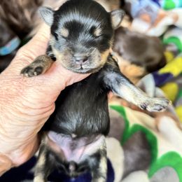 Princess Leia Black Tan 2500 - Liver female Miniature Schnauzer puppy in Temple, Texas from Schnauzers Of Taylor