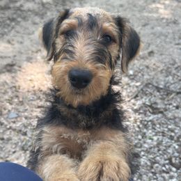 Airedale Terrier puppies from Stillwaters Airedales