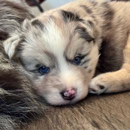 Johnny cash - Merle male Pomsky puppy in Sturgis, Kentucky from Furever Pomskies