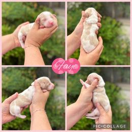 Faye - Piebald female Dachshund puppy in Wichita Falls, Texas from Long Dogs in The Falls
