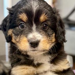 Cider - Black tri-color female Aussiedoodle puppy in Seguin, Texas from Navarro Royal Pups