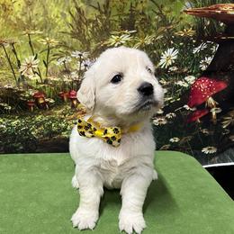Filly - Light golden female Golden Retriever puppy in Adair, Oklahoma from Rejoice Retrievers