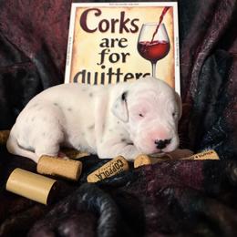 Chardonnay - White and black female Dalmatian puppy in Claremore, Oklahoma from Lotsofdots Dalmatians