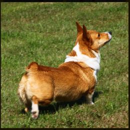 Mya - Pembroke Welsh Corgi