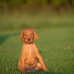 German Shorthaired Pointer and Vizsla Puppies from Nosam Kennels