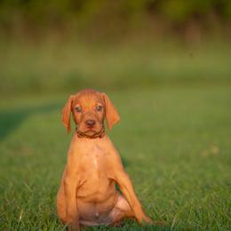 German Shorthaired Pointer and Vizsla Puppies from Nosam Kennels