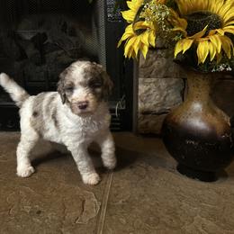 Rose collar - Parti female Goldendoodle puppy in Sanderson, Florida from Serenity Goldendoodles