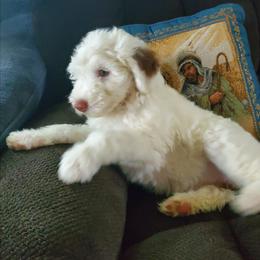 Lily - White female Sheepadoodle puppy in Bellevue, Iowa from Fluffy Wonders Poms and Doodles