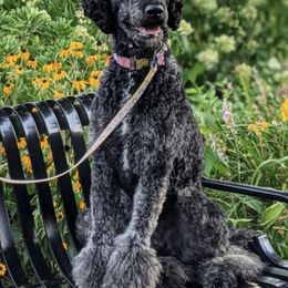 Poodles from Rosita's Standards